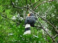 Rhinoceros Hornbill (3)